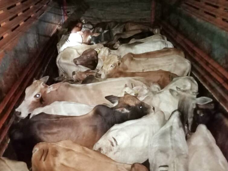 Assam News 35 Cattle Heads In Kamrup Metro District Assam Police Cattle Smuggling In Assam 35 Cattle Heads Rescued In Assam's Kamrup Metro As Police Foil Yet Another Smuggling Bid