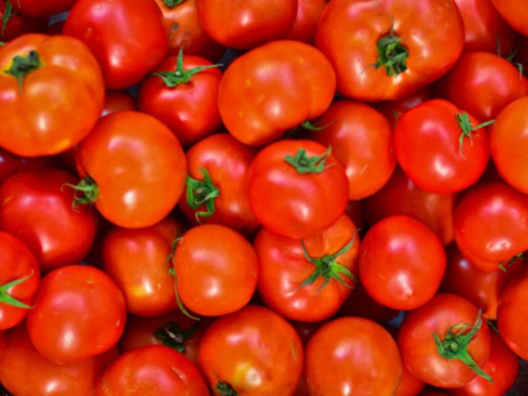 Tomato Prices Fall To Rs 20 Per Kg In Karnataka As Supply Improves Tomato prices Mysuru from Rs 300 to Rs 14 per kilo within weeks know details Tomato Prices Fall To Rs 20 Per Kg In Karnataka As Supply Improves