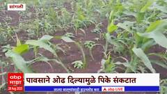 Sangli Water Issue : पूर्व सांगली जिल्ह्यावर जलसंकट, ऐन पावसाळ्यात गावपाड्यांना टँकरने पाणीपुरवठा