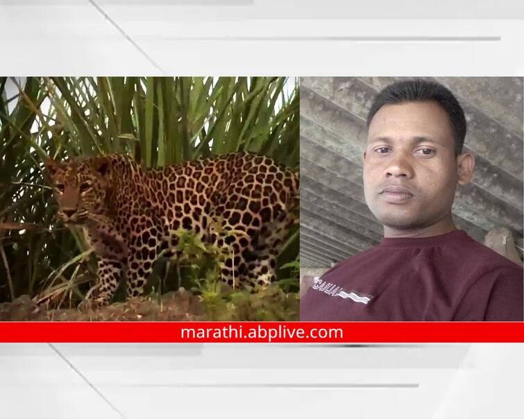 Nashik Latest news 32 year old youth died in leopard attack in Peth taluka Maharashtra News Nashik News : शेतात गुरं चारण्यासाठी गेला अन् परतलाच नाही, तरुणावर बिबट्याचा हल्ला, पेठ तालुक्यातील घटना