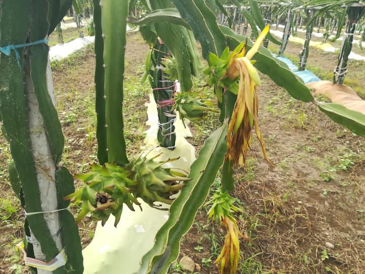 कंधार येथील शेतकरी ग्यानोबा गंगाधर मजरे यांची वडिलोपार्जित सात एकर शेती आहे.