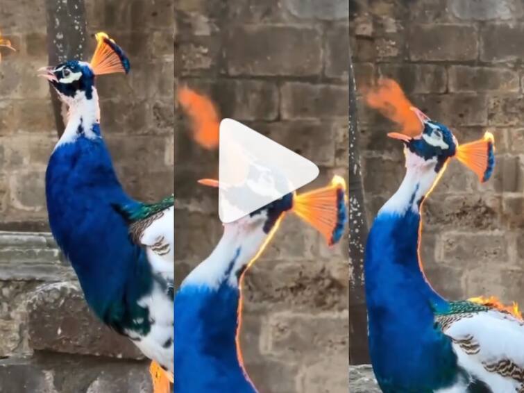 Watch Video Peacock with fire coming out of its mouth Netizens shocked by the viral video Watch Video: வாயில் இருந்து நெருப்பை உமிழும் மயில்… வைரல் வீடியோவால் அதிர்ந்த நெட்டிசன்கள்!- காரணம் என்ன?