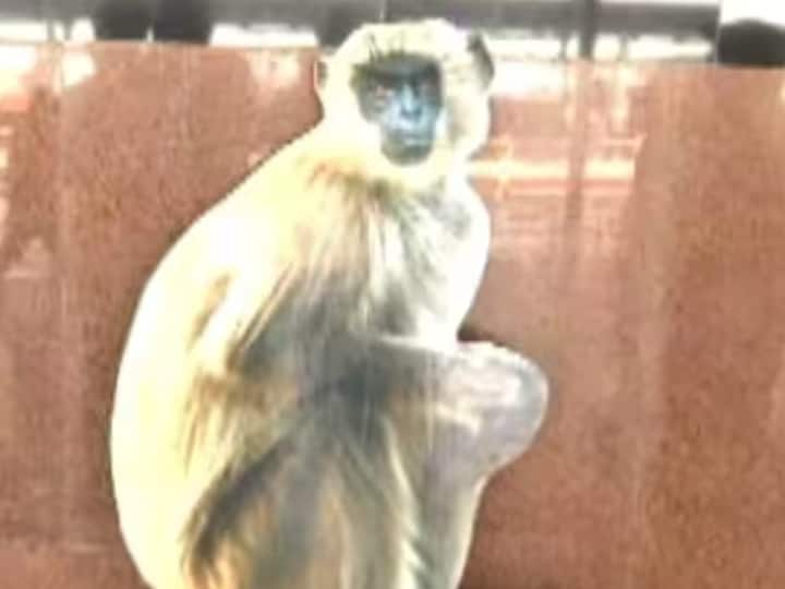 Government agencies take Support of langur to get rid of monkey terror in Delhi cutouts placed at intersections in Lutyen G20 Summit 2023 India: बंदर से छुटकारा पाने के लिए लंगूर का सहारा, लुटियन  दिल्ली में चौराहों पर लगाए जा रहे कटआउट