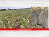 Agriculture: औरंगाबाद जिल्ह्यात पिकं करपू लागली, जमिनीला पडल्या भेगा, पाहा फोटो