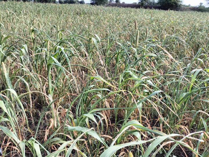 जिल्ह्यात वार्षिक सरासरीच्या तुलनेत फक्त 47 टक्के पाऊस पडला आहे. मागील वर्षी तीन महिन्यांत 110 टक्के पाऊस झाला होता.