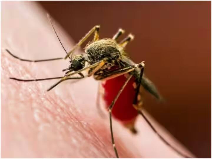 Dengue in Uttarakhand News: dengue cases are continuously increasing with patients has crossed 600 in entire state Dengue: ડેન્ગ્યૂએ કેર વર્તાવતા અહીં 600 લોકોને ઝપેટમાં લીધા, રાજ્યની રાજધાની દર્દીઓથી ઉભરાઇ....