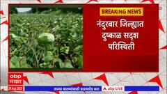 Nandurbar Drought : नंदुरबार जिल्ह्यात दुष्काळ सदृश परिस्थिती, पिकं जगवण्याचं शेतकऱ्यांसमोर आव्हान