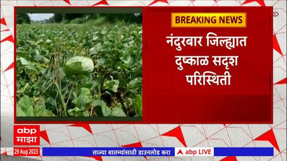 Nandurbar Drought : नंदुरबार जिल्ह्यात दुष्काळ सदृश परिस्थिती, पिकं जगवण्याचं शेतकऱ्यांसमोर आव्हान