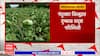 Nandurbar Drought : नंदुरबार जिल्ह्यात दुष्काळ सदृश परिस्थिती, पिकं जगवण्याचं शेतकऱ्यांसमोर आव्हान