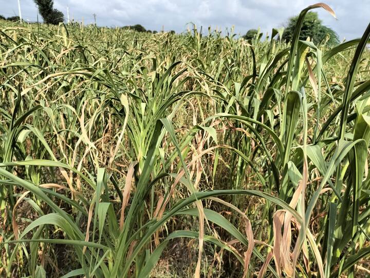 तर, 581 मिमीच्या तुलनेत 273 मिमी पावसाचे प्रमाण आहे. त्यामुळे शासन आपल्या दारावर ही योजना राबवण्यापेक्षा शासनाला शेतकऱ्याच्या बांधावर पाठवून पंचनामे करण्याची म्हणी होऊ लागली आहे.