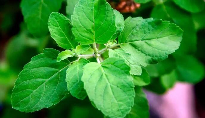 kartik month 2023 astro tips during kartik month we should not pluck tulsi leaves in these time Kartik Month 2023: कार्तिक महिन्यात 'या' वेळी तोडू नये तुळशीची पानं; ओढावेल आर्थिक संकट