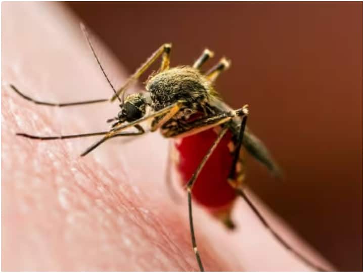 Uttarakhand Dengue cases are continuously increasing dengue patients has crossed 600 in entire state Dengue: उत्तराखंड में पैर पसार रहा डेंगू, 600 के पार पहुंची मरीजों की संख्या, राजधानी में 418 संक्रमित