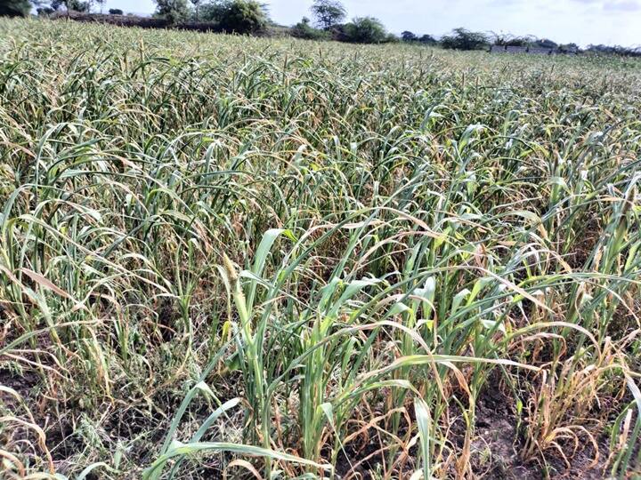 rain news Demand for panchnama of damaged crops in Aurangabad 'शासन दारावर नव्हे बांधावर पाठवा'; औरंगाबाद जिल्ह्यातील हतबल शेतकऱ्यांची सरकारला हाक
