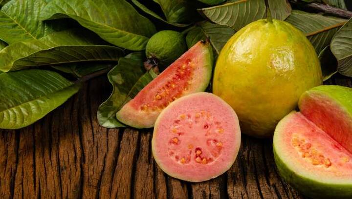 How to take care of guava fruit in rainy days Monsoon Season : ਬਰਸਾਤ ਦੇ ਦਿਨਾਂ ਵਿੱਚ ਅਮਰੂਦ ਦੇ ਫਲ ਦੀ ਕਿਵੇਂ ਕਰੀਏ ਦੇਖਭਾਲ