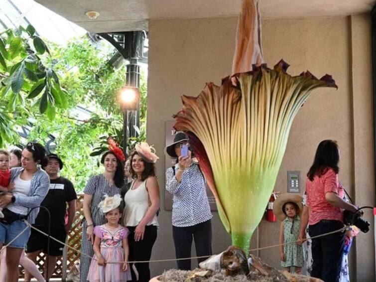 Corpse Flower Bloomed In California, Smells Like Rotting Flesh Corpse Flower In California: కాలిఫోర్నియాలో వికసించిన అరుదైన పుష్పం- కుళ్లిన శవంలా దుర్గంధం- చూసేందు జనం బారులు