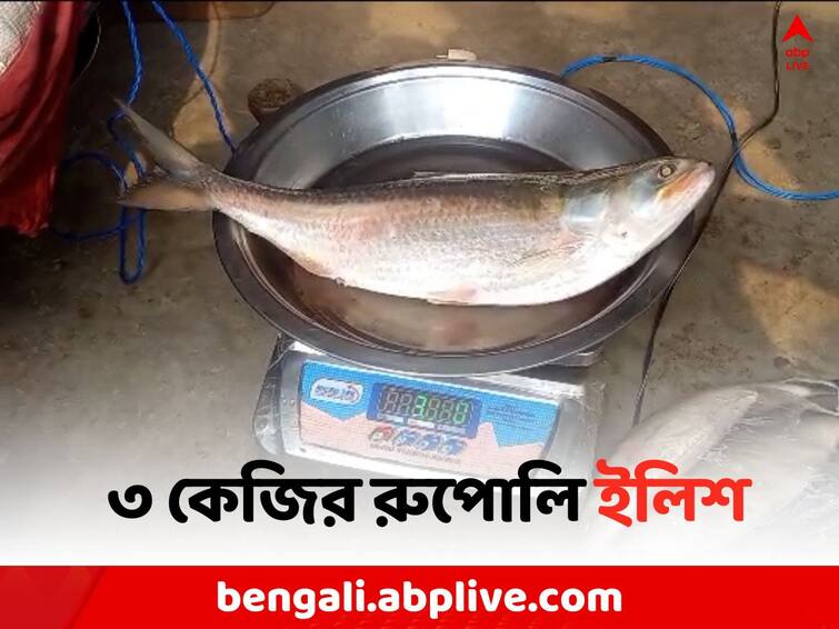 Howrah Local News: Giant Hilsa has been caught by Uluberia s fisherman Hilsa Fish: জালে টান, ভেবেছিলেন 'অন্য কিছু', ৩ কেজির রুপোলি ইলিশ ধরা দিল মৎসজীবীর কাছে