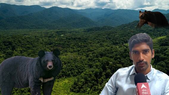 Steps To Tackle A Bear: ఎలుగుబంటి ఎదురుపడితే ఇలా చేస్తే మనం సేఫ్
