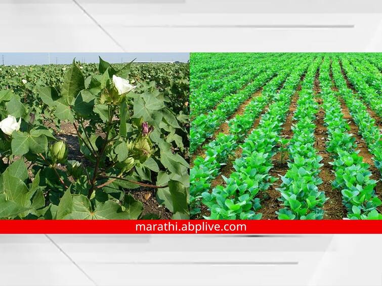 Agriculture News important decision for cotton and soybean farmers Agriculture Minister Instructions to submit 524 crore plan कापूस, सोयाबीन उत्पादक जिल्ह्यातील शेतकऱ्यांसाठी महत्वाचा निर्णय; कृषिमंत्र्यांकडून 524 कोटींचा आराखडा सादर करण्याच्या सूचना