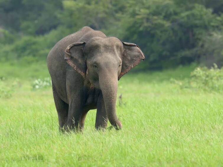 Chittoor District News Husband And Wife Killed In Elephant Attack In 190 Ramapuram Chittoor: చిత్తూరు జిల్లాలో విషాదం - ఏనుగు దాడిలో భార్యాభర్తల మృత్యువాత
