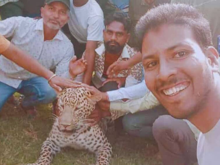 Wandering sick leopard entered the village of Madhya Pradesh, people fiercely harassed గాయపడ్డ చిరుతతో గ్రామస్థుల సెల్ఫీలు, కూర్చుని స్వారీ చేస్తూ వీడియోలు
