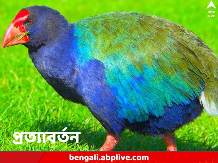 Flightless Bird Takahe Declared Extinct 1898 Returns New Zealand know all details Bird Takahe: ধরাধাম থেকে বিলুপ্ত হয়ে গিয়েছিল, ১২৫ বছর পর হল প্রত্যাবর্তন, প্রকৃতির কোলে ফিরল এই পাখি