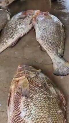 দিঘায় উঠল লক্ষ টাকা দরের তেলিয়া ভোলা