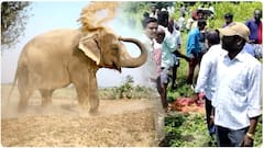 Tragedy in Chittoor District Elephant Attack : చిత్తూరు జిల్లా గుడిపాల మండలంలో ఘోరవిషాదం | ABP Desam