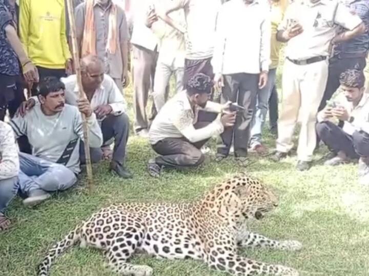 People took selfies with wild leopard in Dewas Madhya Pradesh, Forest department sent Bhopal ANN MP News: जंगली तेंदुए को सर्कस का जानवर समझ कर लोगों ने जमकर ली सेल्फी, जानिए फिर क्या हुआ