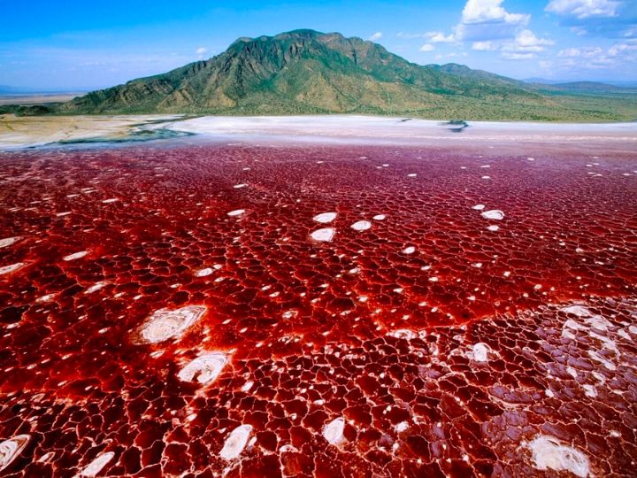 most dangerous lake on earth know how animals turn to stone as soon as they  enter its water | ये है धरती की सबसे खतरनाक झील, जानिए कैसे इसके पानी में  जाते