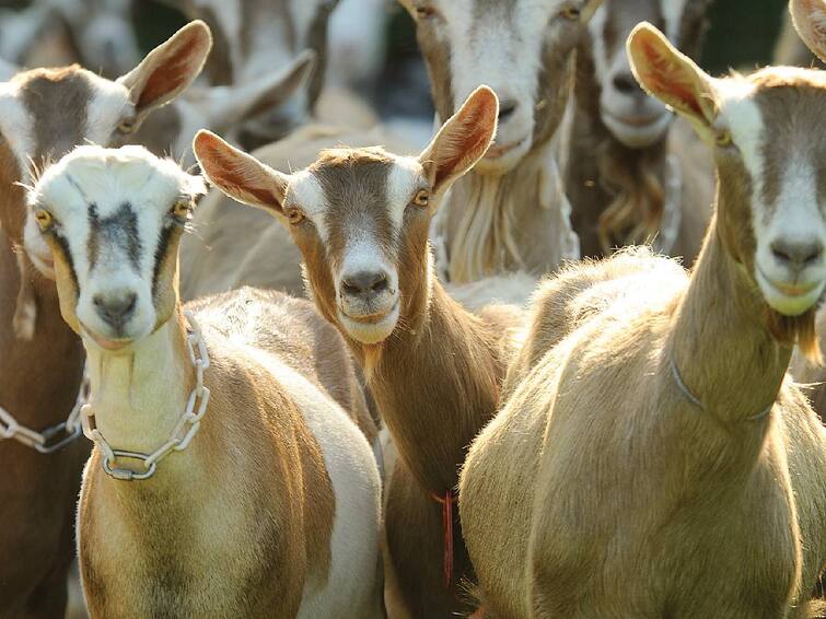 UP Man Bites Neighbour's Genital During Fight Over Goats In Shahjahanpur case filed Crime: இளைஞரின் பிறப்புறுப்பை கடித்த பக்கத்து வீட்டுக்காரர்.... ஆத்திரத்தில் வெறிச்செயல்.. அப்படி என்ன கோபம்?
