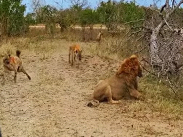 Pack Of Hyenas Attack Lion To Save Friend From Being Its Prey Watch ...