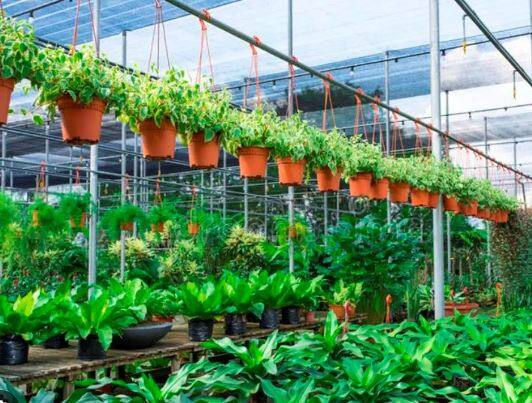 सोलापूर (Solapur) जिल्ह्यातील नर्सरी (Nursery) चालकांचे मोठं नुकसान नुकसान होताना पाहायला मिळत आहे.