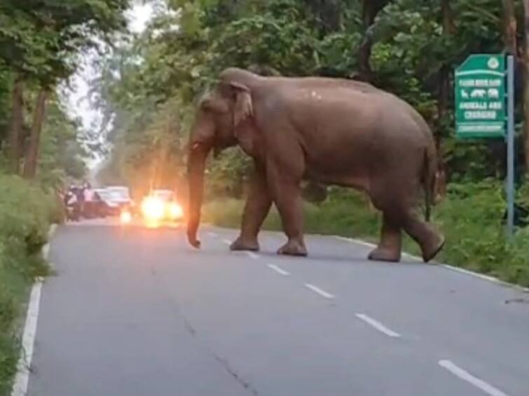 Chittoor Alone elephant in Chittoor has lost a husband and wife Chittoor: చిత్తూరులో ఒంటరి ఏనుగు బీభత్సం-భార్యాభర్తల మృతి