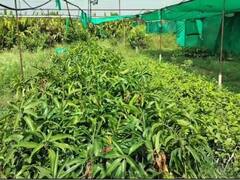 पाऊस नसल्यानं सोलापुरातील नर्सरी चालकांचं मोठं नुकसान; रोपांचा खर्चही निघणं कठीण 