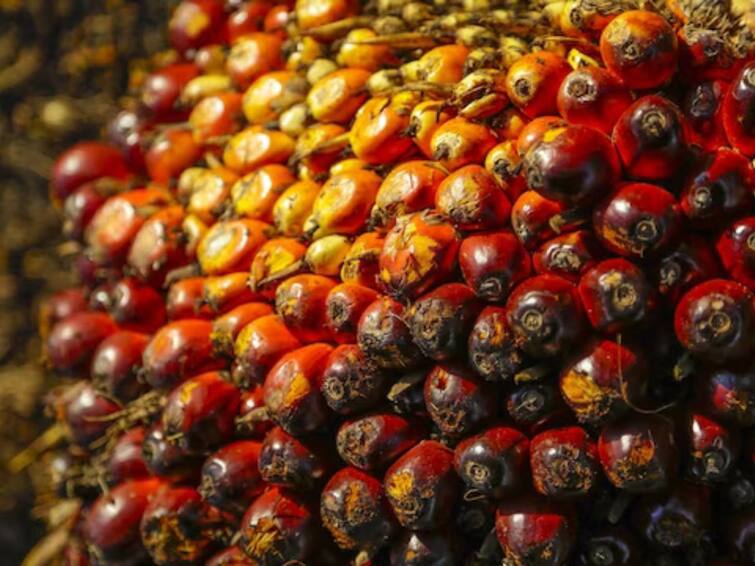 Oil Palm Industries In Six Districts In The Telangana State Under Oilfed Oil Palm Industries: ఆయిల్‌ఫెడ్‌ ఆధ్వర్యంలో ఆరు జిల్లాల్లో ఆయిల్‌పామ్‌ పరిశ్రమలు