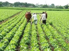 दुसऱ्या टप्प्यात बीड जिल्ह्यातील कापूस आणि तुरीचेही सर्वेक्षण होणार, शेतकऱ्यांना मिळणार अग्रीम पीकविमा
