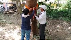 Raksha Bandhan 2023: रक्षाबंधन पर इलाहाबाद यूनिवर्सिटी के प्रोफेसर और छात्रों ने पेड़ों को बांधी राखी, देखें तस्वीरें