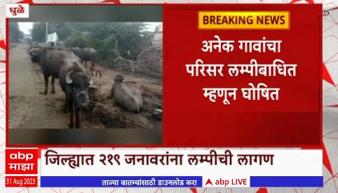 Dhule Lumpy Virus : धुळे जिल्ह्यात लम्पी संसर्गाचा शिरकाव, जिल्ह्यातील 219 जनावरांना लम्पीची लागण
