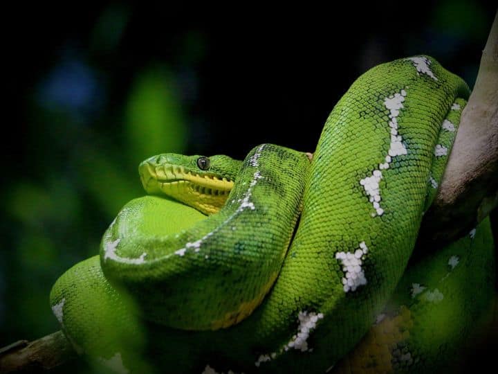 kingdom of snakes did snakes spread all over the world from snake island brazil मिल गया सांपों का साम्राज्य, क्या यहीं से पूरी दुनिया में फैल गए थे सांप?