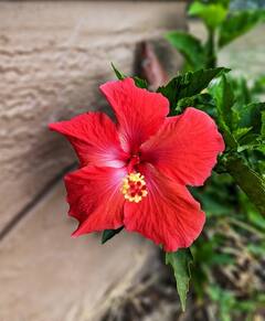 Hibiscus: কমবে মেদ, রক্তচাপ নিয়ন্ত্রণ থেকে ক্যান্সার প্রতিরোধে মতো একাধিক ক্ষমতাও জবা ফুলের