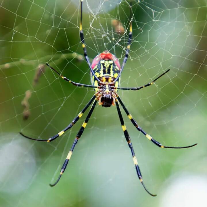 ਮੱਕੜੀ ਦੇ ਜਾਲ ਹੁੰਦੇ ਹਨ ਅਸ਼ੁੱਭ, ਇਨ੍ਹਾਂ ਨੂੰ ਸਾਫ਼ ਕਰਨ ਦੇ 5 ਤਰੀਕੇ