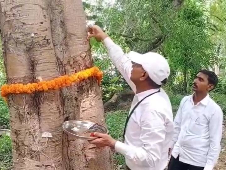 Raksha Bandhan: उत्तर प्रदेश के इलाहाबाद सेंट्रल यूनिवर्सिटी के एक प्रोफेसर और उनके स्टूडेंट्स ने रक्षाबंधन के मौके पर पेड़ों को राखी बांधी और पर्यावरण की रक्षा का संकल्प लिया.