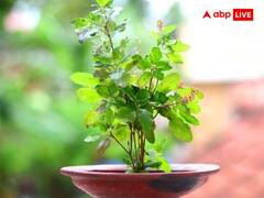 Tulsi Niyam: तुलसी के पास से फौरन हटा दें ये 5 चीजें, माना जाता है बहुत अशुभ