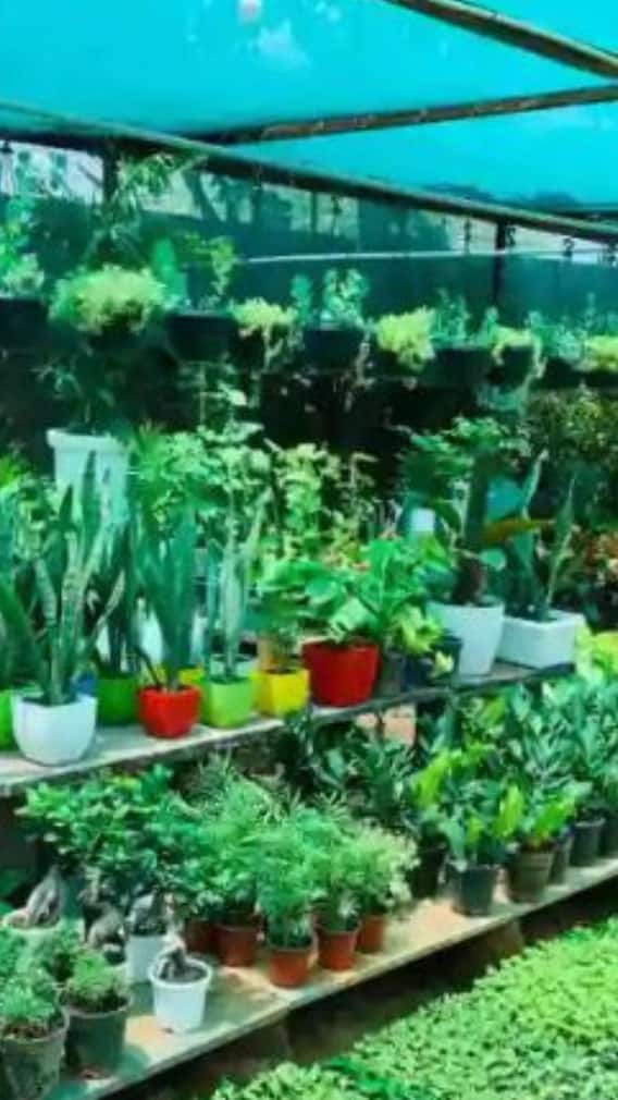 Nursery : पावसाची दडी,  सोलापुरातील नर्सरी चालकांचं मोठं नुकसान