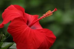 Hibiscus: কমবে মেদ, রক্তচাপ নিয়ন্ত্রণ থেকে ক্যান্সার প্রতিরোধে মতো একাধিক ক্ষমতাও জবা ফুলের