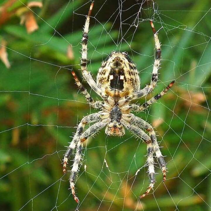 ਘਰ ਦੀ ਰੋਜ਼ਾਨਾ ਸਫ਼ਾਈ ਕਰਨ ਤੋਂ ਬਾਅਦ ਵੀ ਕੰਧਾਂ, ਕੋਨਿਆਂ ਅਤੇ ਕਈ ਥਾਵਾਂ 'ਤੇ ਮੱਕੜੀ ਦੇ ਜਾਲੇ ਨਜ਼ਰ ਆਉਂਦੇ ਹਨ।