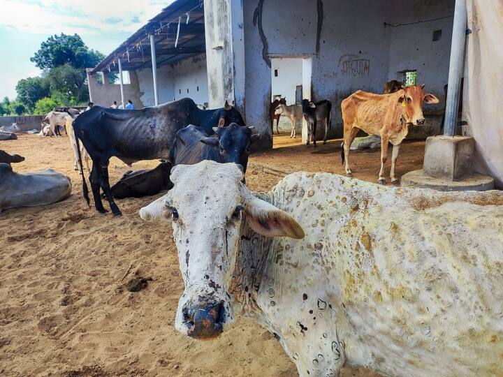 Lumpy Skin Disease Ban on cattle market in Aurangabad district औरंगाबाद जिल्ह्यात जनावरांचा बाजार भरवण्यास बंदी, लम्पीचा प्रादुर्भाव वाढत असल्याने जिल्हा प्रशासनाचे आदेश