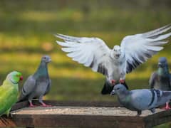 बदायूं में टीचर की नौकरी छोड़ पशु पक्षियों की सेवा में जुटा शख्स, घर को बना दिया चिड़ियाघर