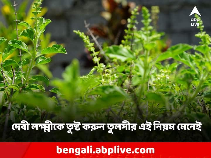 Tulsi Vastu Shastra:তুলসি গাছের পুজো করলে বাড়ির সুখ-সমৃদ্ধি বাড়ে। তুলসি গাছকে পূজনীয় ও পবিত্র বলে মনে করা হয়।