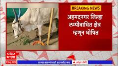 Ahmednagar Lumpy Disease : अहमदनगर जिल्हा लम्पीबाधित क्षेत्र म्हणून घोषित, 413 गावात 930 जनावरं बाधित